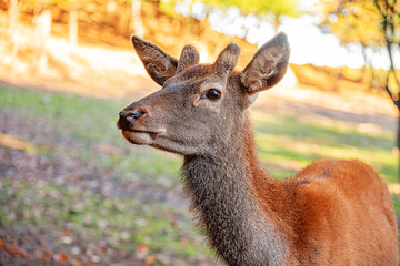 A young deer standing outdoors in a forested park with sunlight and autumn colors in the background.