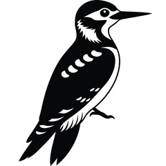 woodpecker vector sihouette