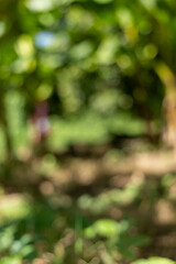 Soft Green and Brown Bokeh Background with Natural Light Leaks and Dreamy Out-of-Focus Elements