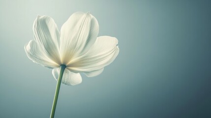 Naklejka premium Single tulip flower in serene indoor studio setting