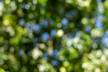 Obraz premium Vibrant green leaves and dappled sunlight create a soft, abstract bokeh background, evoking nature's serene beauty.