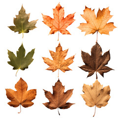 Obraz premium Set of autumn leaves on a transparent background