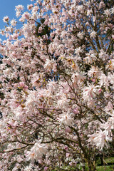Pink magnolia flowers blooming on tree in spring
