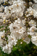 Elegant white magnolia flowers blooming on tree branches, symbol of purity and springtime. Concept of beauty, love, and natural elegance