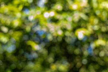 Vibrant green and yellow bokeh background with shimmering sunlight creating a dreamy natural abstract texture.