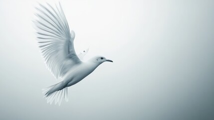 Fototapeta premium Seagull flying gracefully in serene daytime sky
