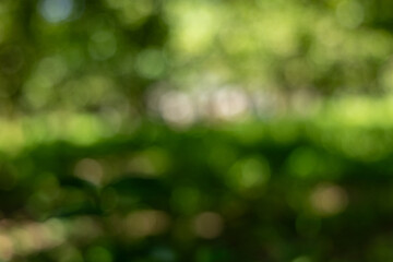 Abstract soft focus green forest foliage bokeh background capturing serene natural light and fresh outdoor beauty.