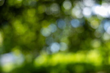 Obraz premium Soft Focus Green Nature Background with Bright Bokeh Lights, Capturing a Serene and Dreamy Woodland Scene.