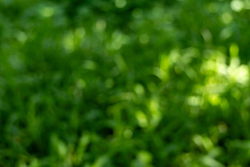 Soft Focus Green Nature Background with Bright Sunlight Bokeh for a Serene and Organic Backdrop