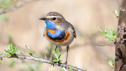 robin on a branch
