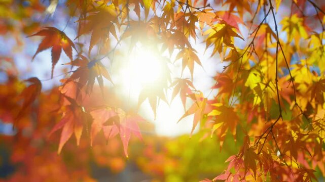Beautiful autumn foliage illuminated by sun.