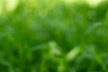 Vibrant Green Bokeh Background with Soft Sunlight, Capturing Serene Nature and Freshness of a Forest.