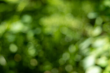 Obraz premium Vibrant and Blurry Green Foliage Background with Bright Bokeh Lights, Symbolizing Nature's Freshness and Serenity.