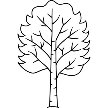 Birch Tree Outline Coloring Page