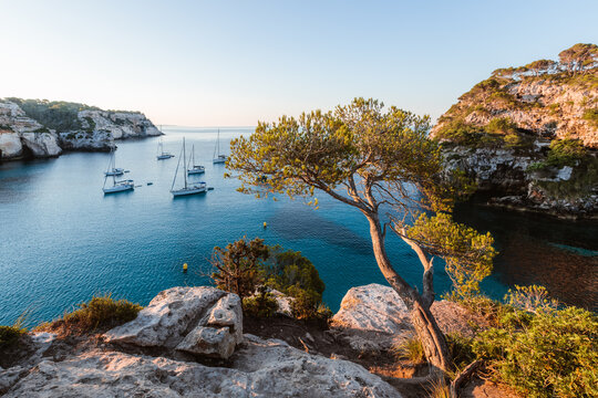 Tree and mediterranean sea at sunrise, Menorca