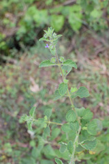 Small Green Plants Aesthetic. Clean and Fresh Nature Vibes That Will Wow You. Minimal Green Plants Inspiration - Beautiful Small Plant Decor and Natural Freshness. Stunning Small Green Plants