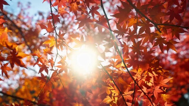 Sunlit Autumn Leaves.Autumn forest natural landscape.