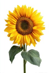 Obraz premium Close-up of a vibrant sunflower against a white background