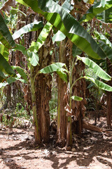 Lost in the Heart of a Banana Grove. A banana plantation growing irregularly. Surrounded by Towering Banana Plants. A Serene Escape to the Heart broken of a Banana Grove. Asian Irregular agriculture