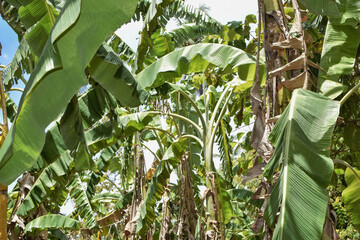 Lost in the Heart of a Banana Grove. A banana plantation growing irregularly. Surrounded by Towering Banana Plants. A Serene Escape to the Heart broken of a Banana Grove. Asian Irregular agriculture