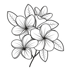 sketch of tropical plumeria flower