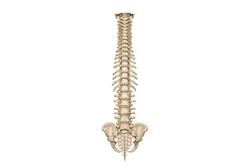 Complete human spine anterior view showing full vertebral column from cervical to coccyx, isolated on a transparent background