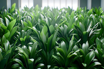 Obraz premium Lush green plants with broad leaves fill the frame, bathed in so