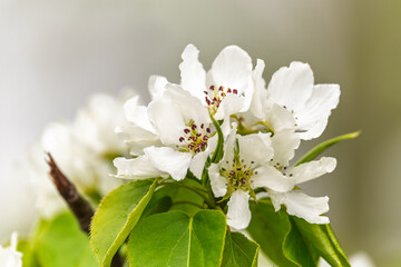 White blossoming apple trees with rain drops