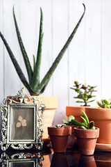 Succulent plants indoor in terracota pots. Home collection of crassula aloe vera echeveria.