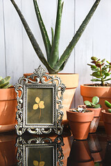 Succulent plants indoor in terracota pots. Home collection of crassula aloe vera echeveria.