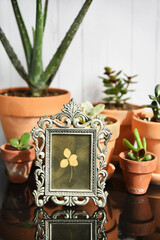 Succulent plants indoor in terracota pots. Home collection of crassula aloe vera echeveria.