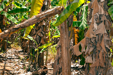 Lost in the Heart of a Banana Grove. A banana plantation growing irregularly. Surrounded by Towering Banana Plants. A Serene Escape to the Heart broken of a Banana Grove. Asian Irregular agriculture