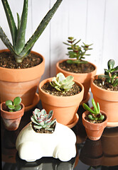 Succulent plants indoor in terracota pots. Home collection of crassula aloe vera echeveria.