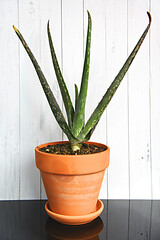 Aloe vera in terracota pot. Succulent planting indoor. Succulent soil, growing aloe