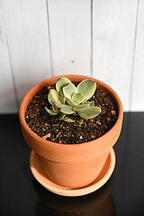 Crassula ovata money maker in terracota pot