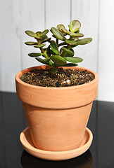 Crassula ovata minor in terracota pot