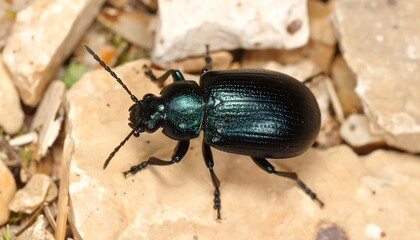 Naklejka premium Dark green beetle on rocks