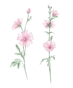 Watercolor set of beautiful Marshmallow flower on a white background. Botanical illustration freehand drawing. Hand drawn illustration with pencil strokes. Pink meadow flower Althaea officinalis plant