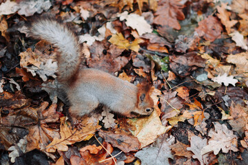 A red squirrel in the autumn forest in its natural habitat. A close-up portrait of a squirrel. The forest is full of muted colors on the eve of winter.