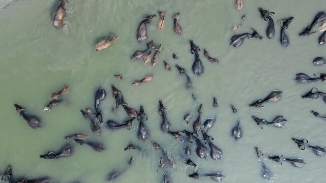 Bogura, Bangladesh - 21 August 2025: Aerial view of water buffaloes wading through the muddy river waters, their dark bodies contrasting with the light water.