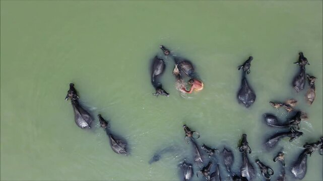 Bogura, Bangladesh - 21 August 2025: Aerial view of a herd of dark water buffaloes wading through the light green water, guided by a man in orange clothing.