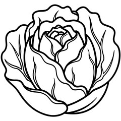 Black and white line art illustration of a cabbage