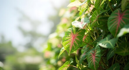Close-up of colorful Caladium leaves with a soft focus background