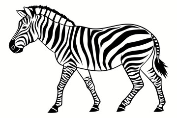 zebra isolated on white background © Mahannan