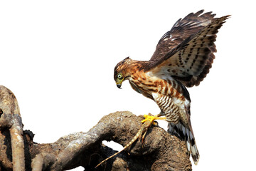 Crested Goshawk preying on small lizard on wood