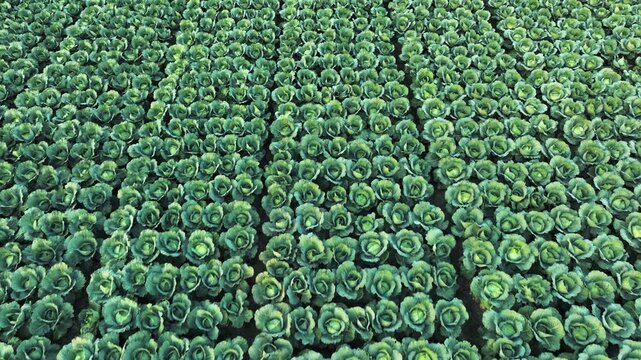 Bogura, Bangladesh - 18 August 2025: Aerial view of neatly arranged rows of vibrant green cabbages create a mesmerizing geometric pattern across the expansive field.
