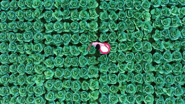 Bogura, Bangladesh - 18 August 2025: Aerial view of a vibrant green cabbage field, with a pair of pink sunglasses lying amidst the leafy vegetables.