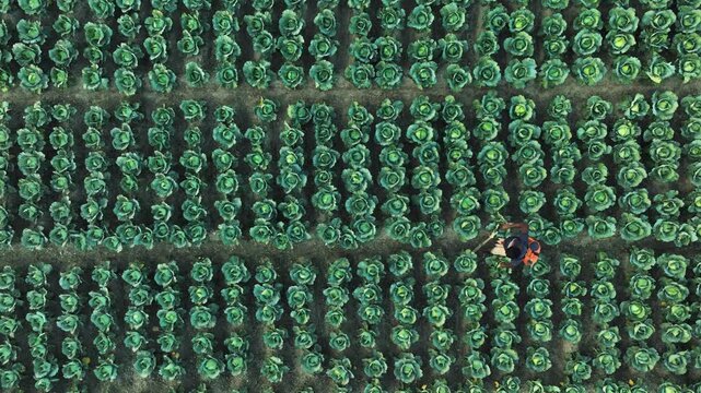Bogura, Bangladesh - 18 August 2025: Aerial view of rows of vibrant green cabbages contrasting with dark soil, and a farmer tending their crops.
