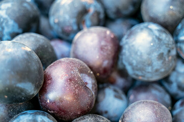 A close-up of fresh blue plums with a natural dusty bloom.