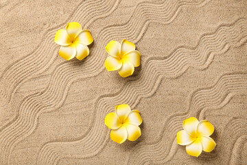 Plumeria flowers on beige sand with lines as background, closeup